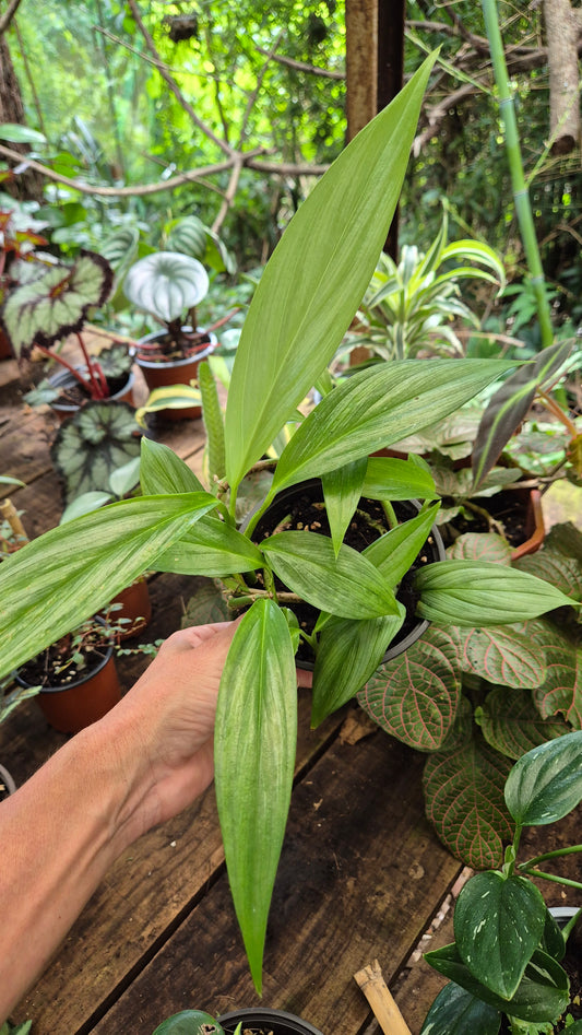 Epipremnum amplissimum  sylver