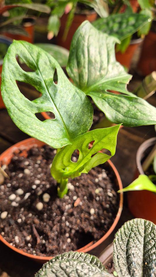 Monstera adansonii Mint