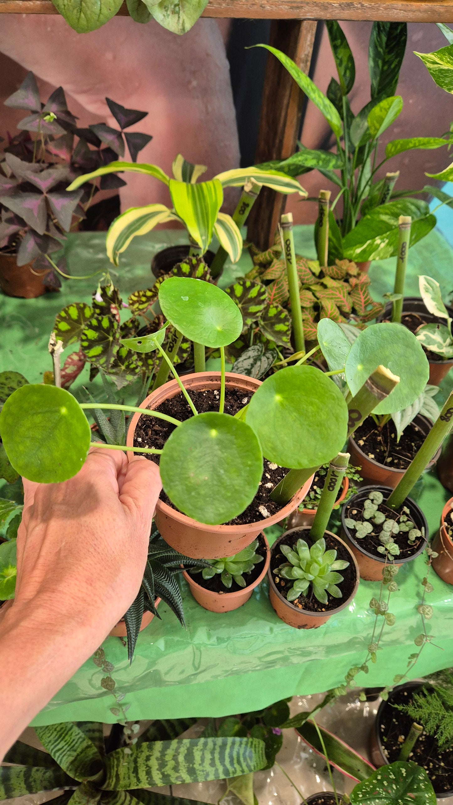 Pilea peperomoides