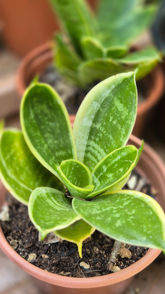 Sanseveria naine panachée