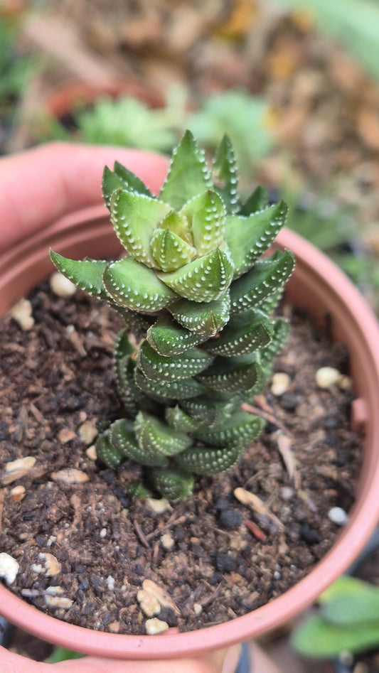 Haworthia...chandelier