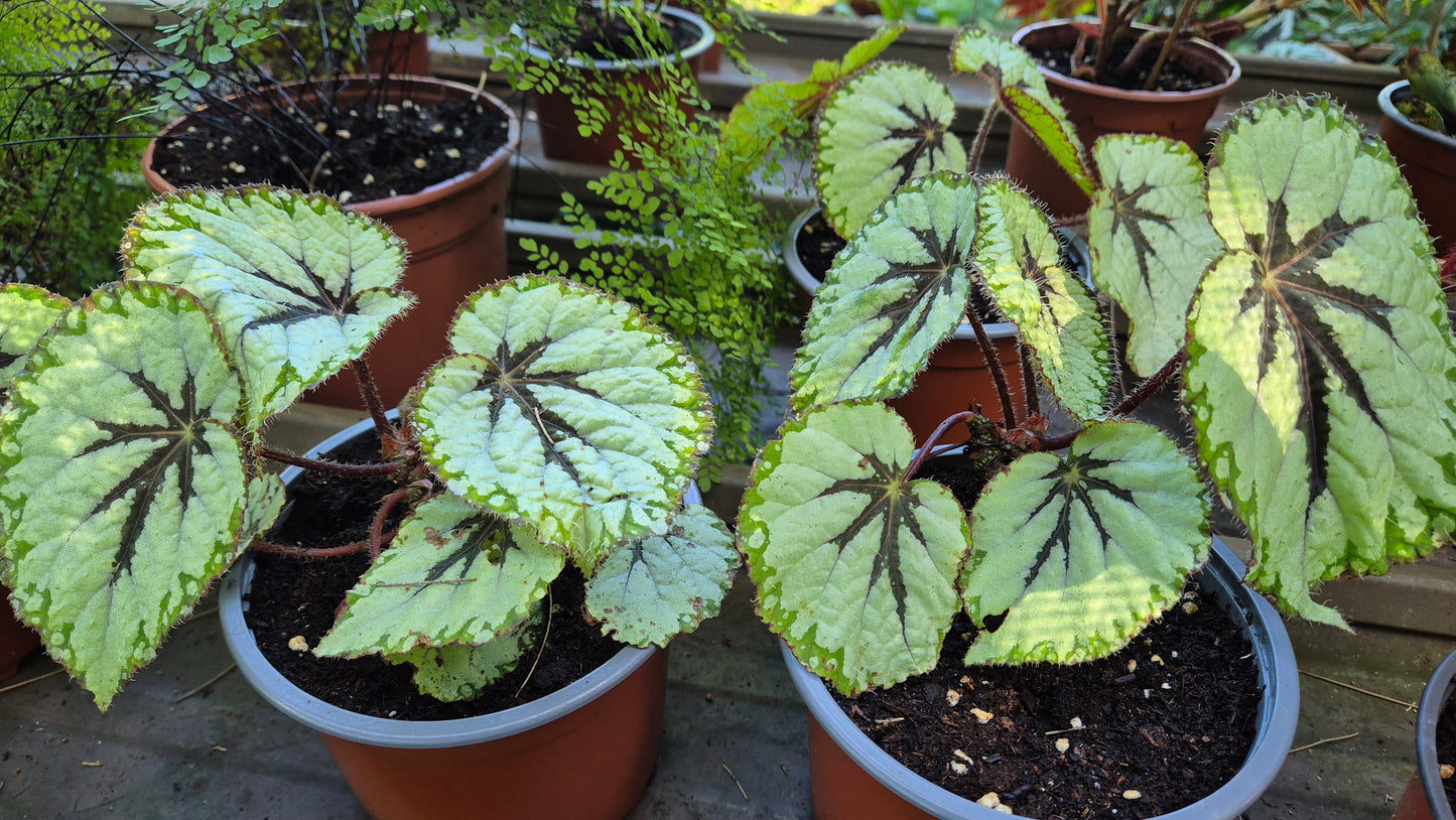 Bégonia Rex hybride big Jack