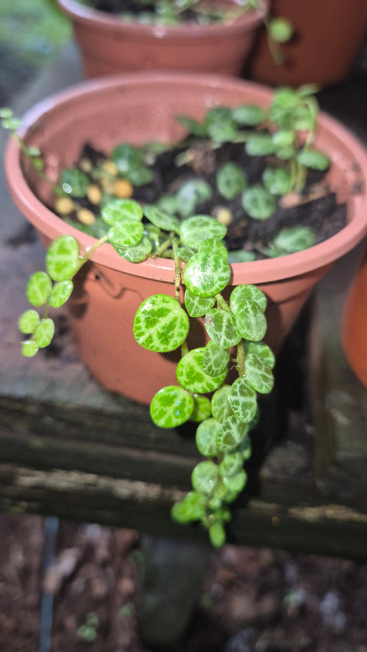 Pilea carperata chaîne de tortue 🐢