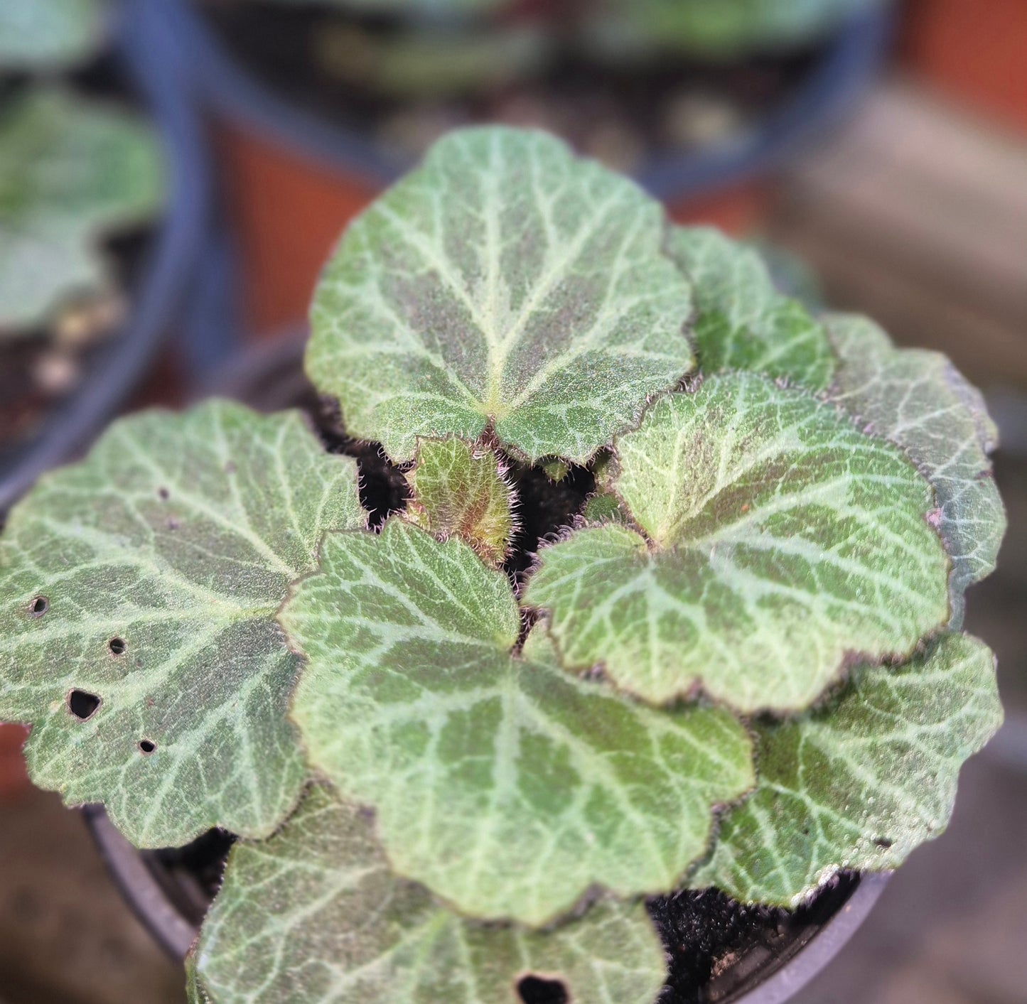 Saxifraga stolonifera