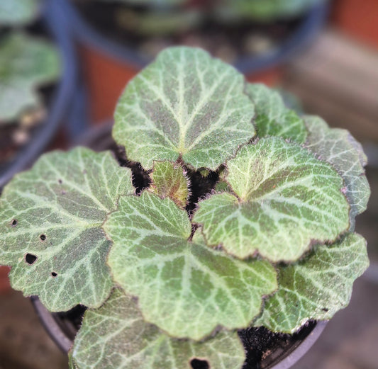 Saxifraga stolonifera