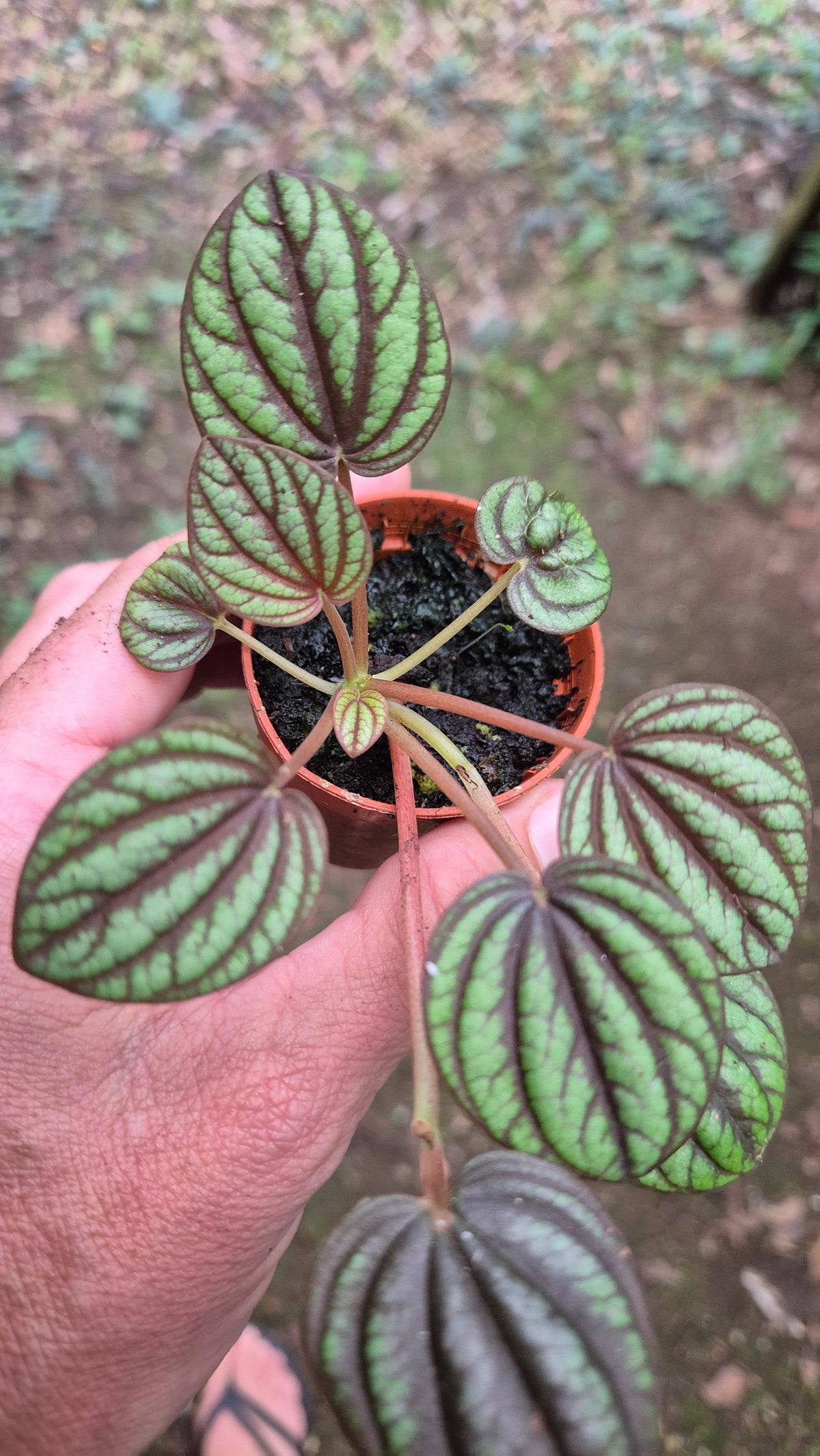 Peperomia piccolo