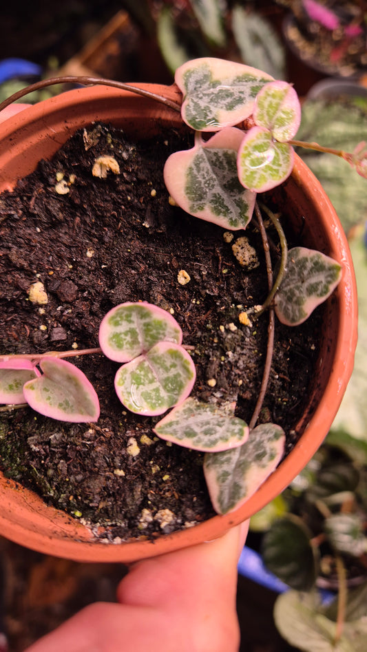 Ceropegia variegata