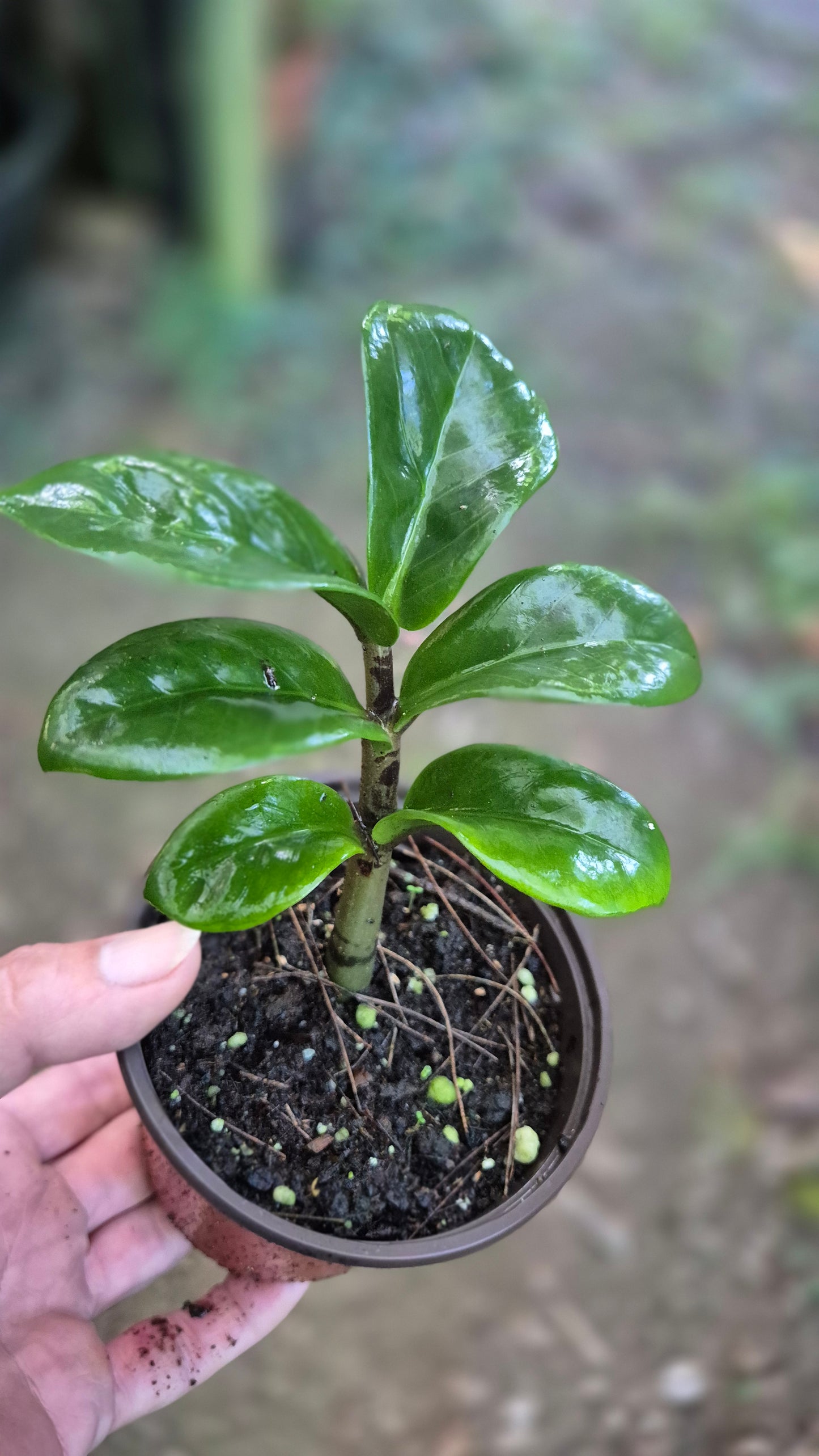 Zamioculca zenzi