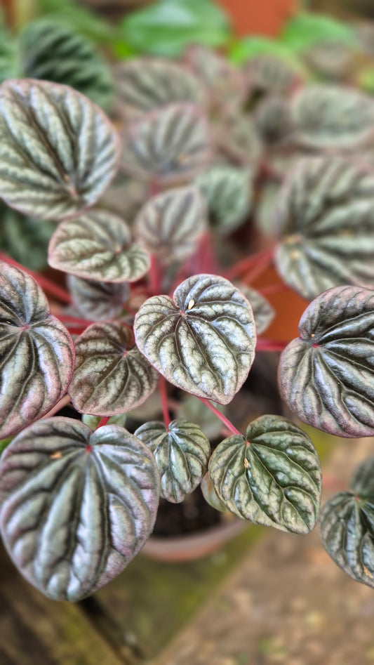 Peperomia carperata bordeaux 1L
