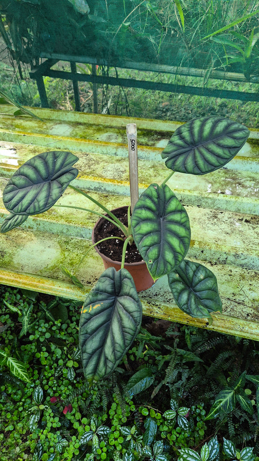 A.Dragon skale