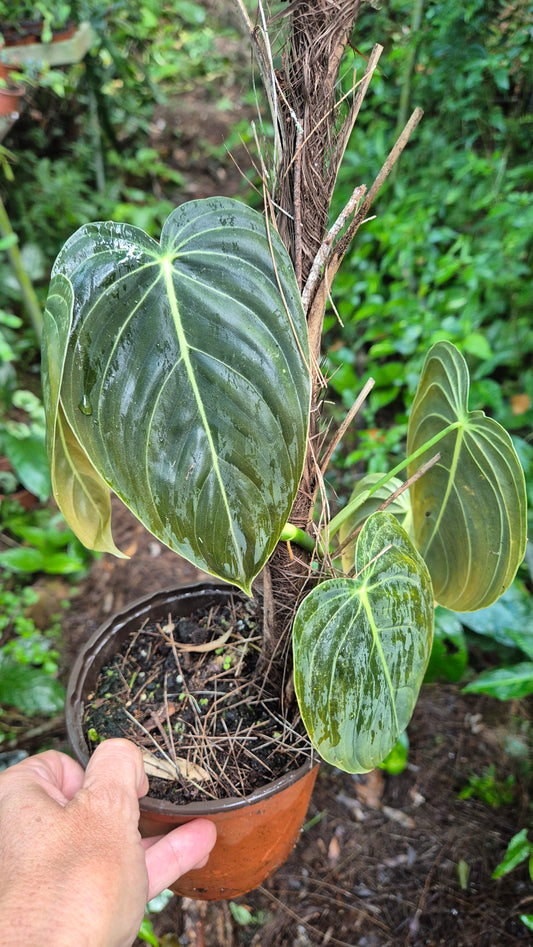 Philodendron melanochrysum