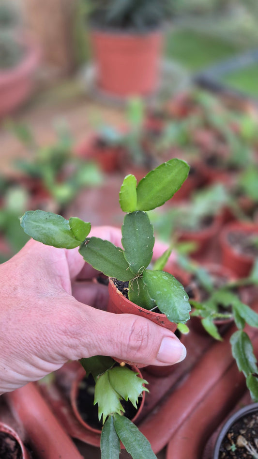 Mini pot slumbergera