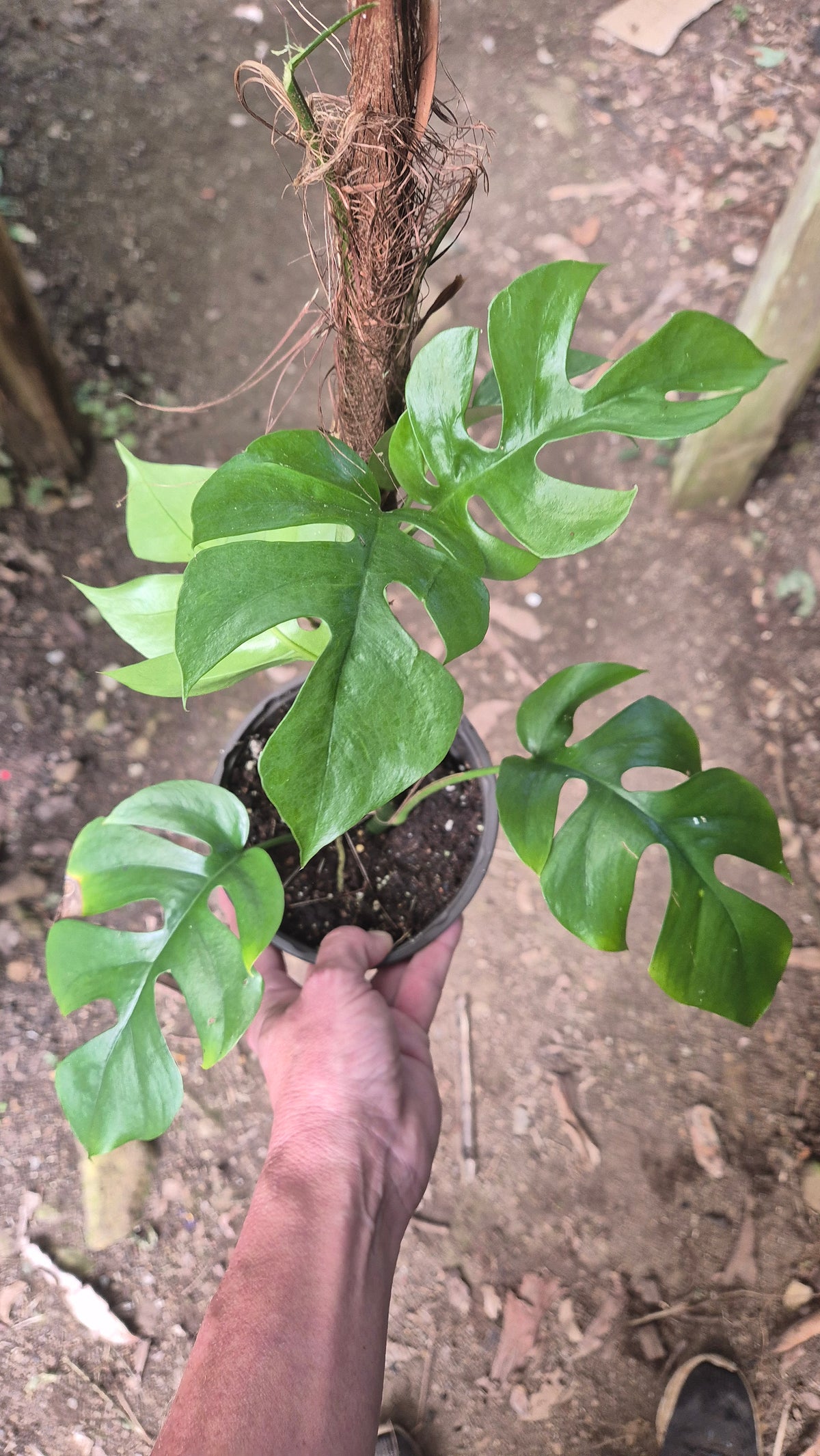 Monstera minima