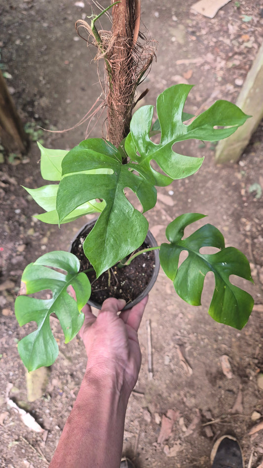 Monstera minima