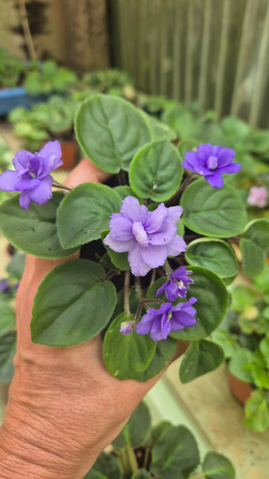 Saintpaulia miniature bleu
