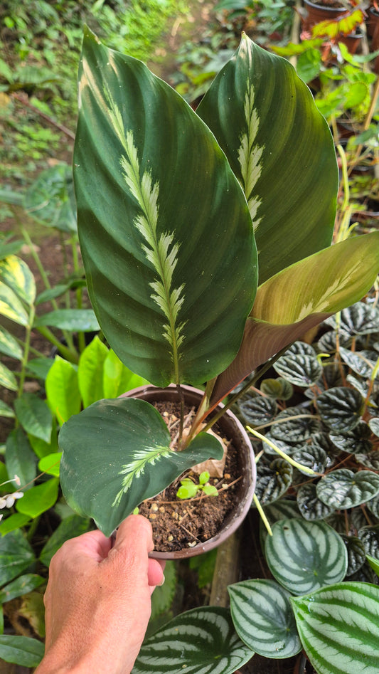 Calathea