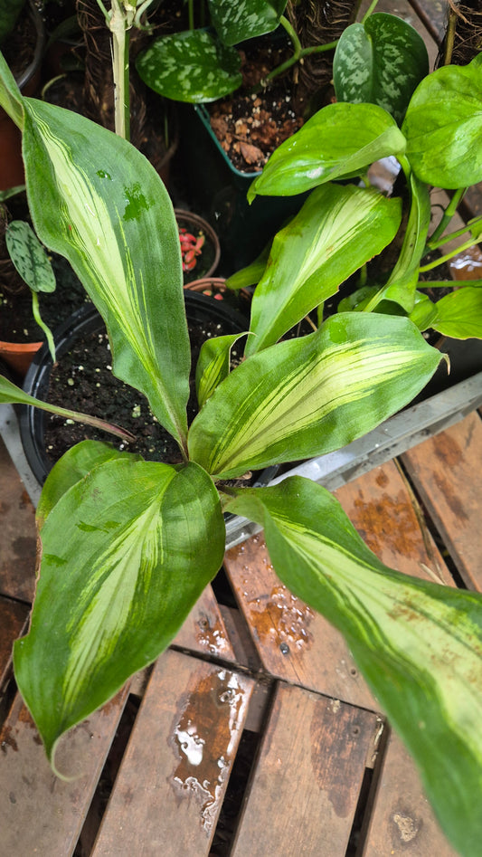 Palisota pynhertti