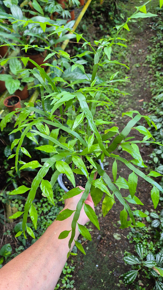 Homalocladium platicladum