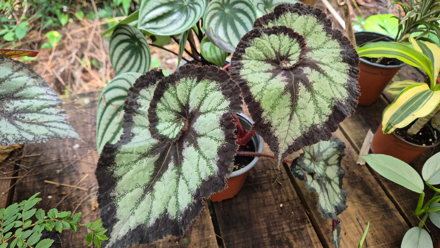 Bégonia Rex hybride