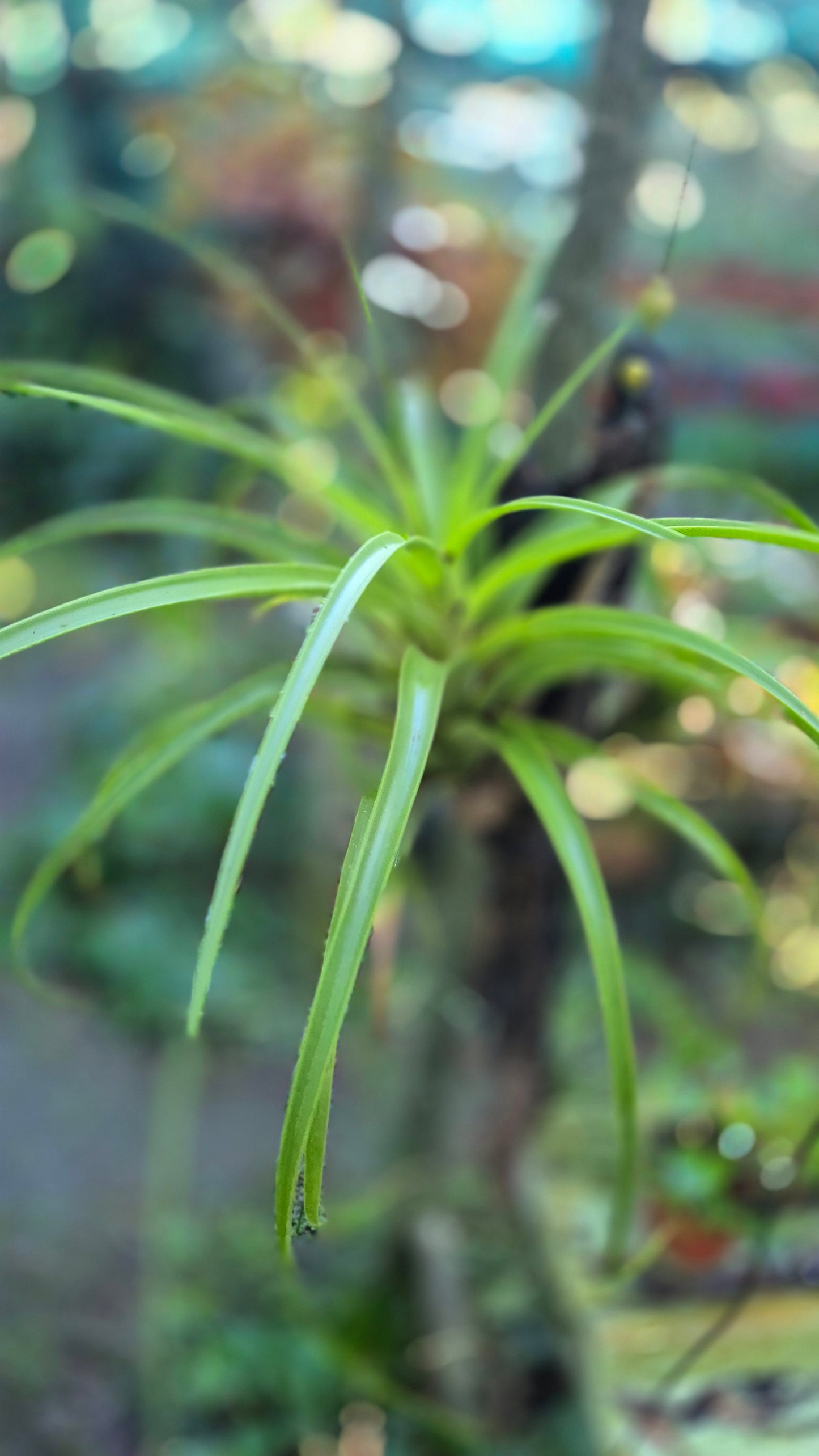 Tillandsias composition