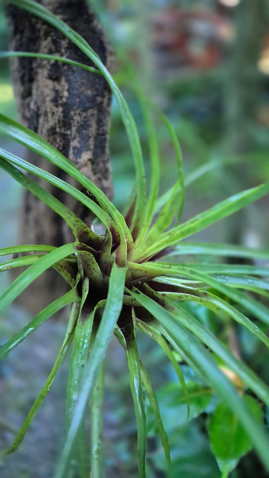 Tillandsias composition