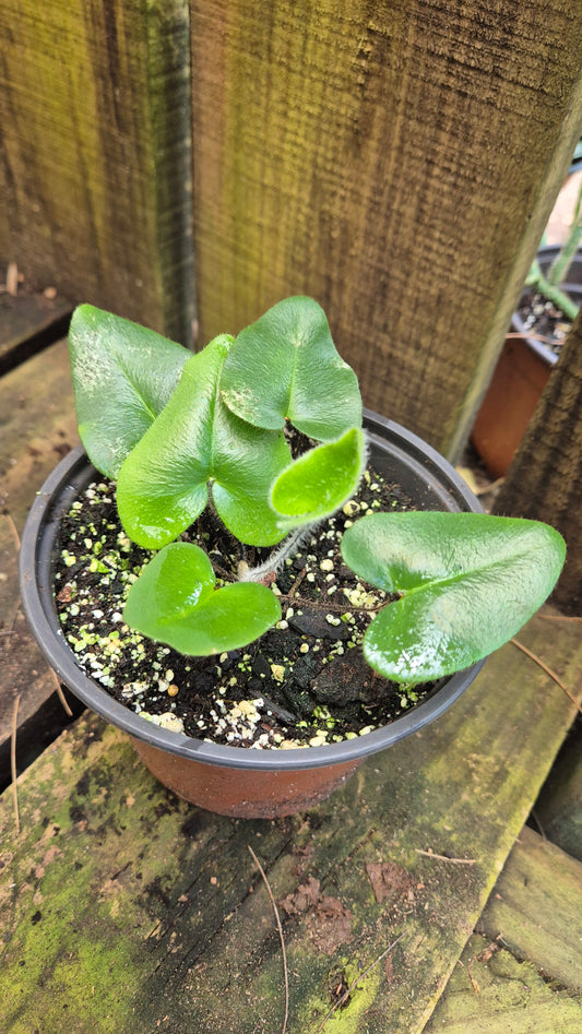 Hemionitis arifolia