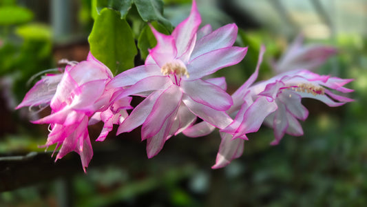 Slumbergera blanc bordée rose