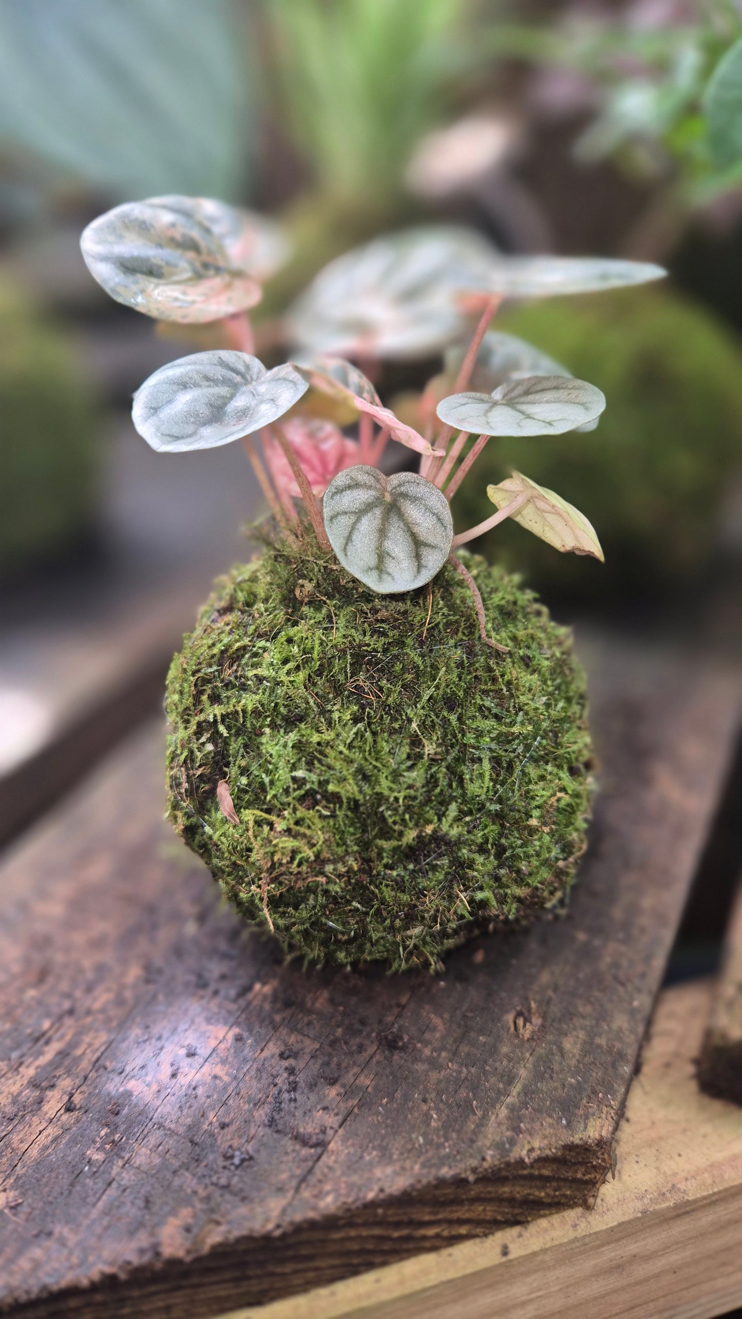 Kokedama peperomia carperata rose