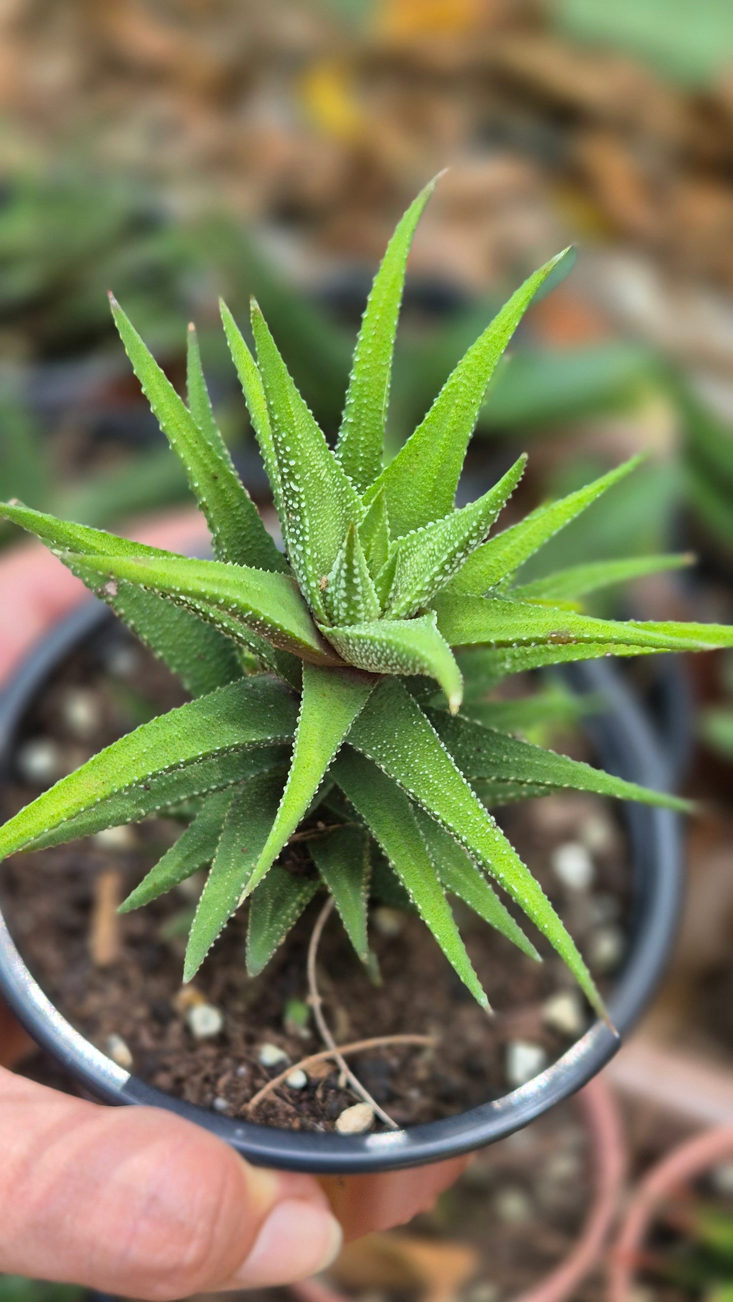Haworthia