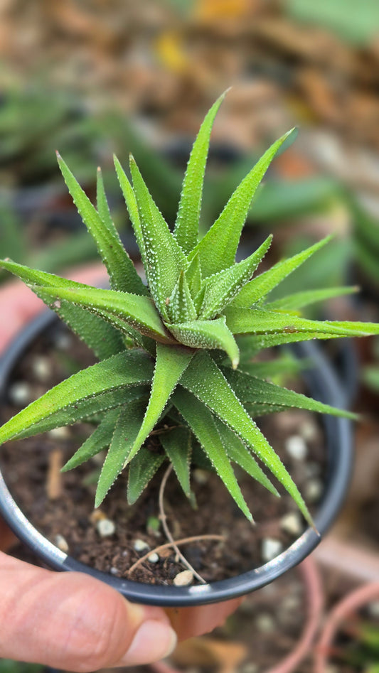 Haworthia