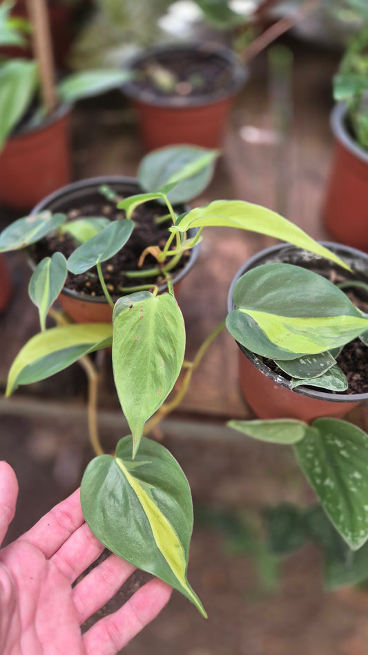 Philodendron Brasil