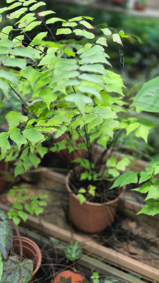 Fougère capillaire géante