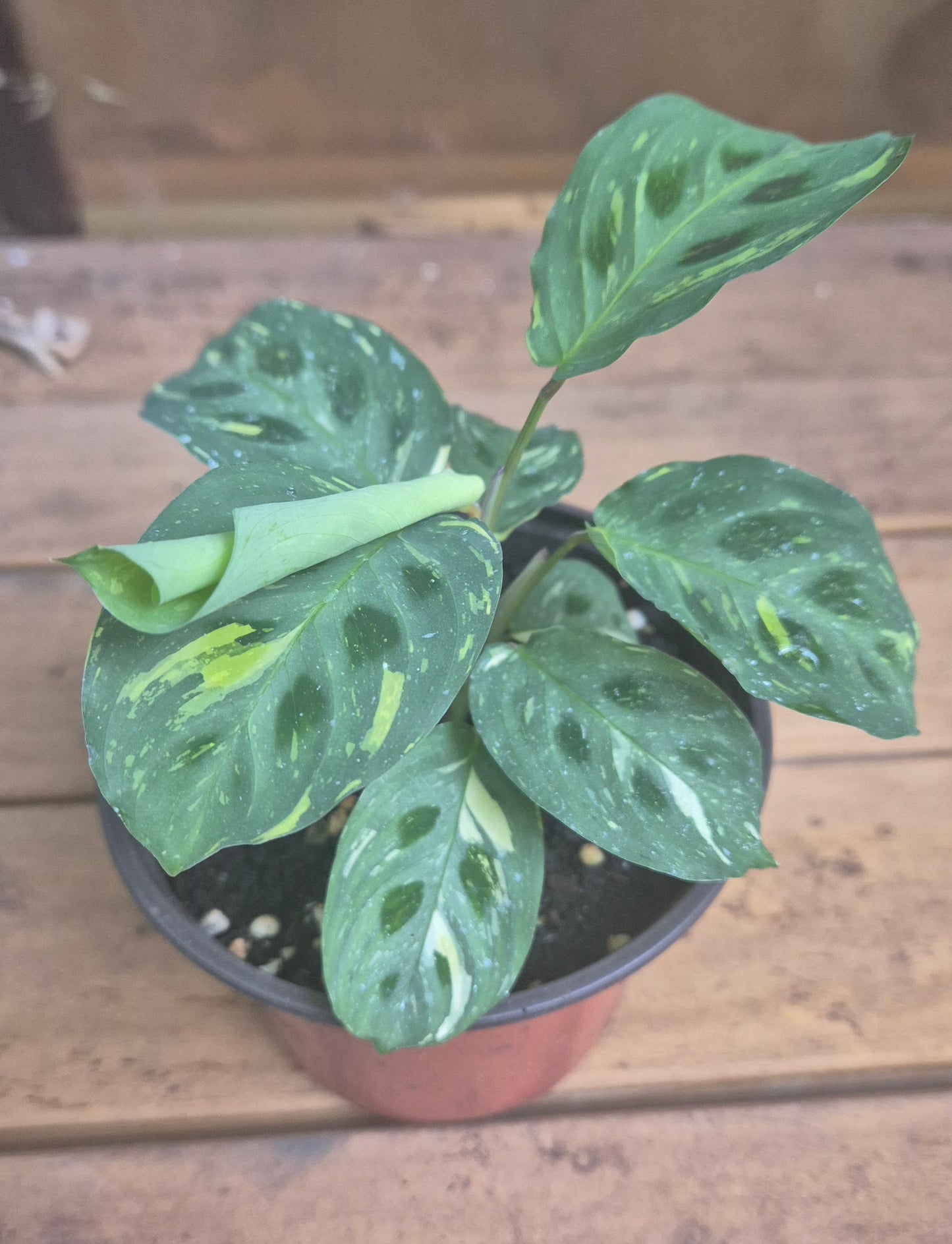 Calathea