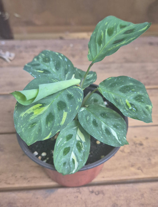 Calathea