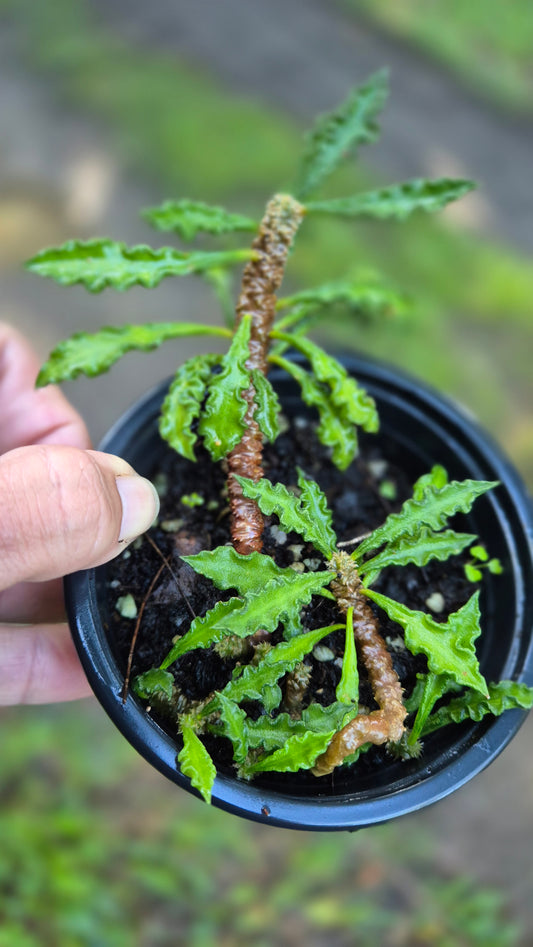 Euphorbe francoisii