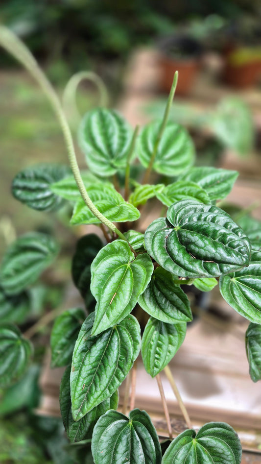 Peperomia vert